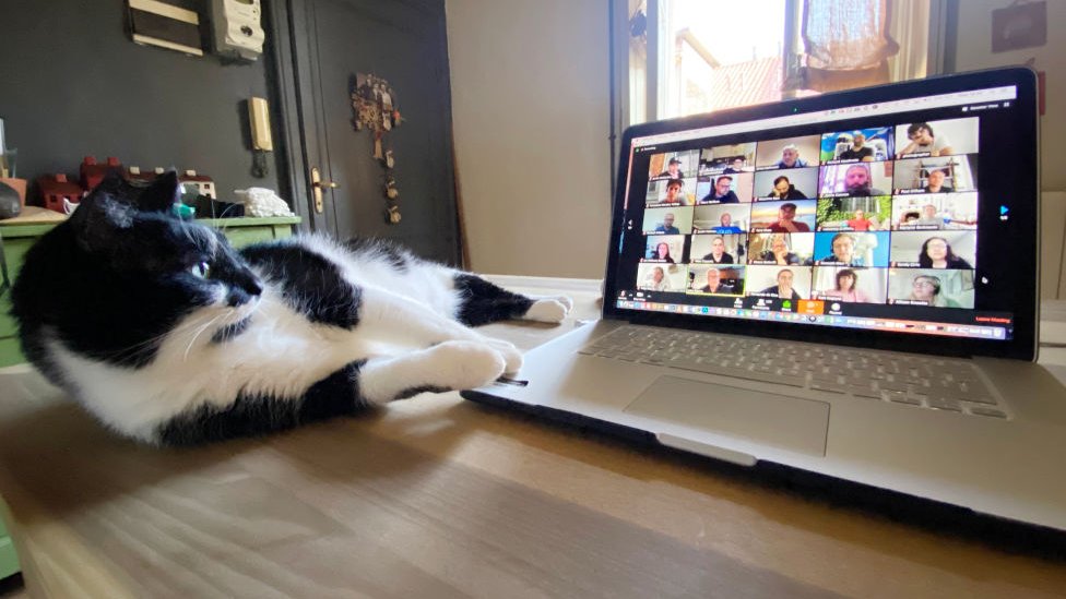Mačka leži ispred kompjutera