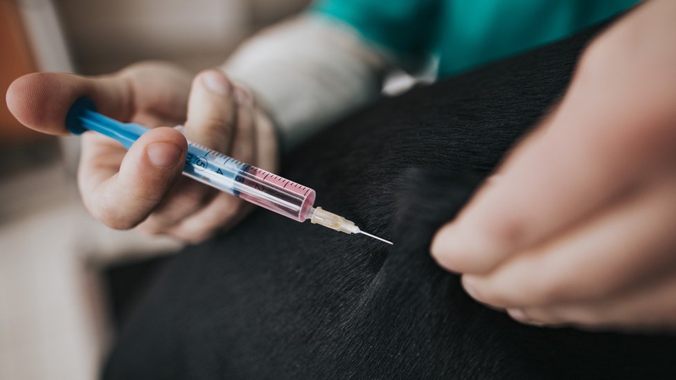 Close up of unrecognizable vet injecting medicine to dog's body at animal hospital